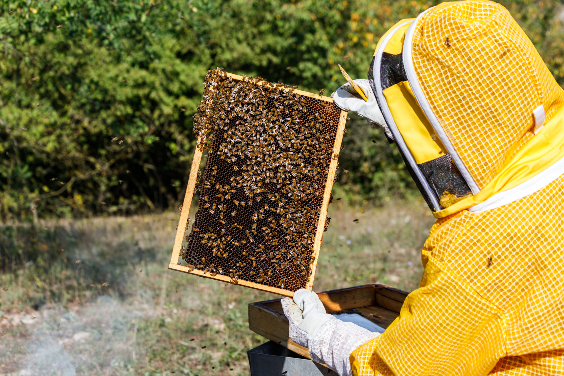 Honey from the Bormida Valley