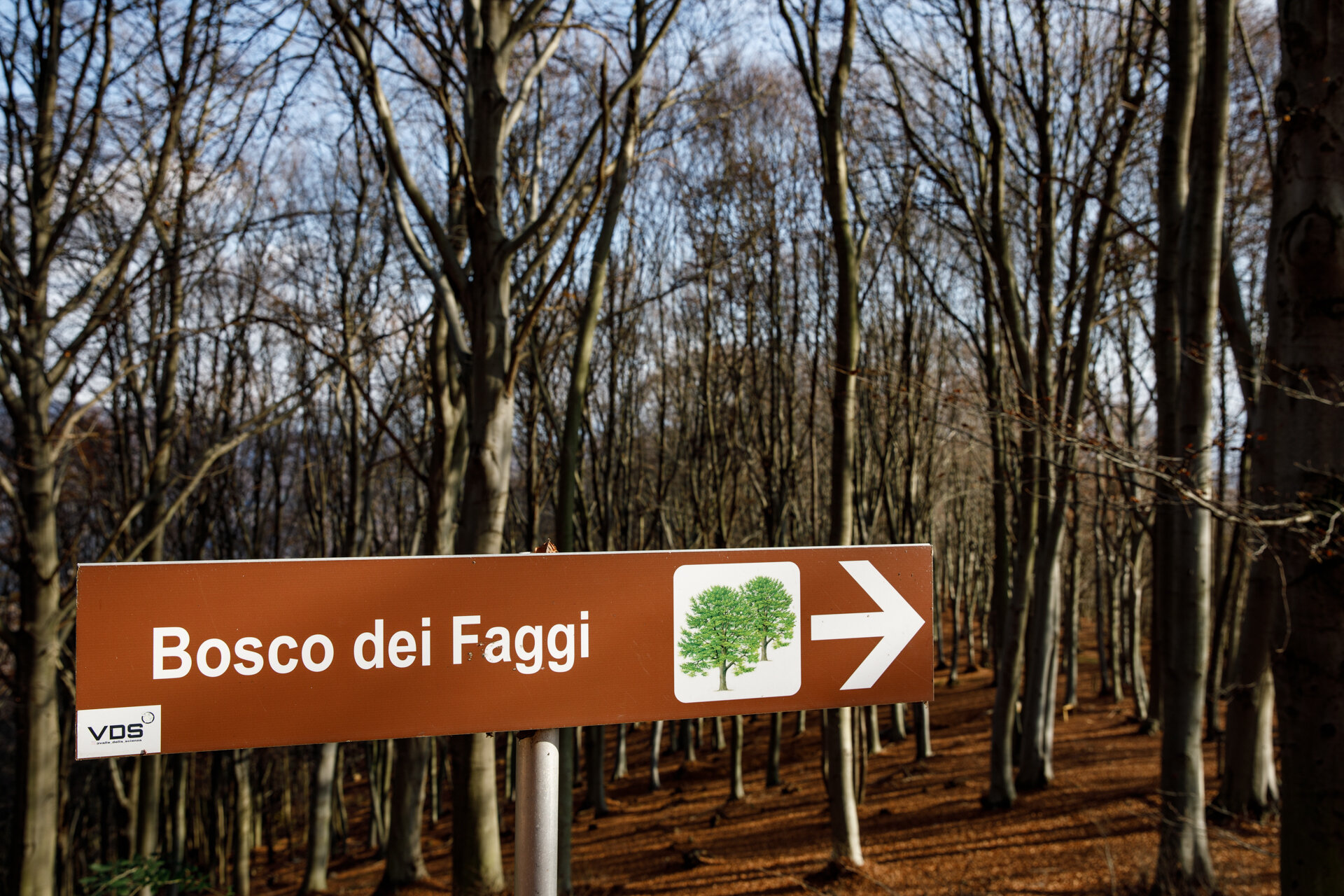Trekking in the Beech Forest