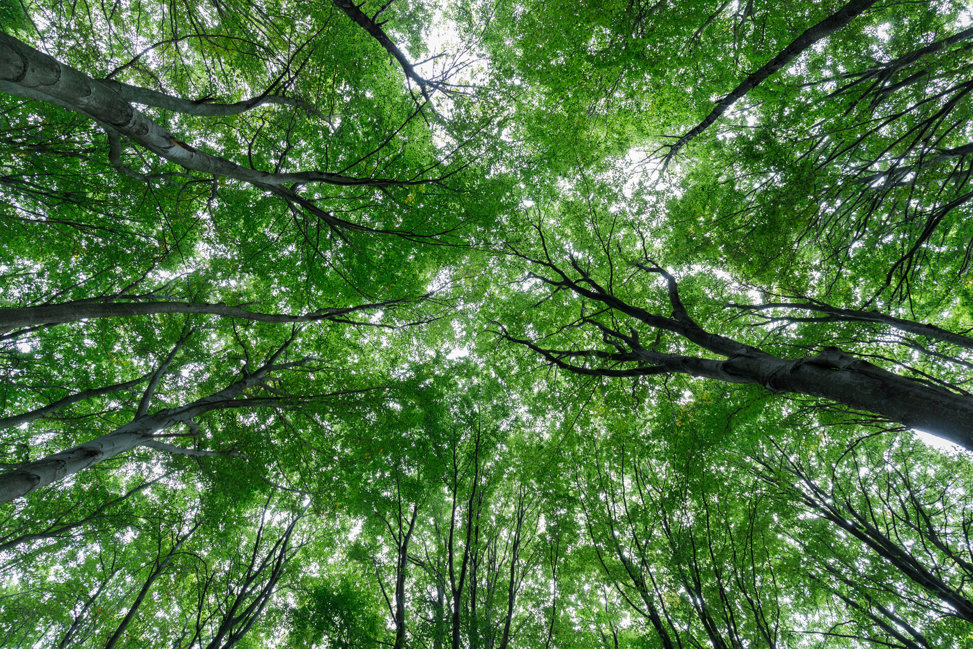 Beech Forest
