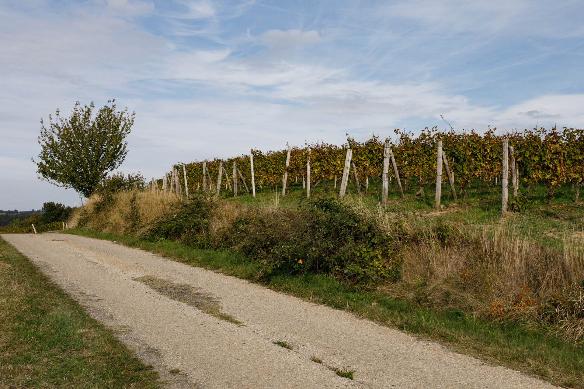 Barbera