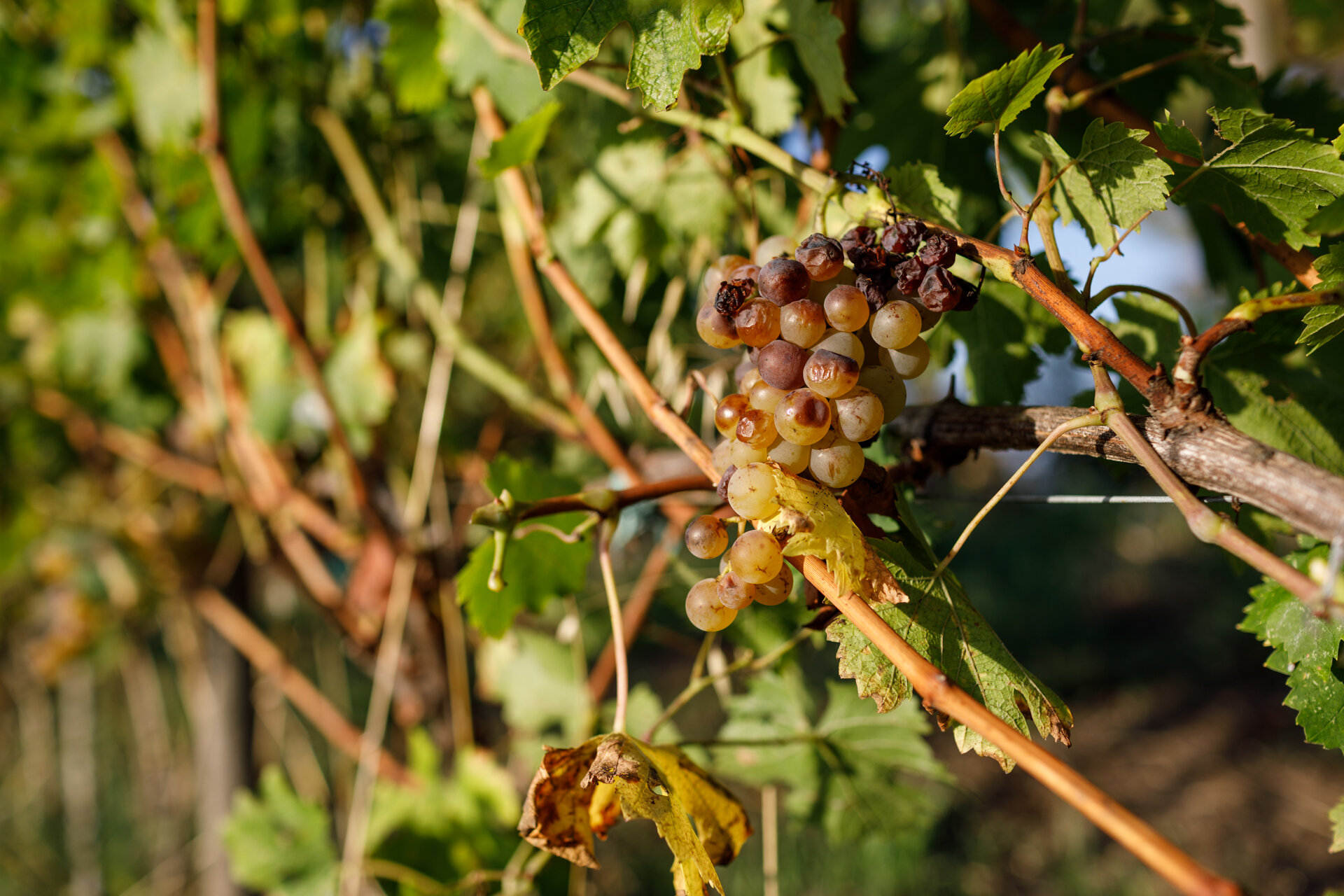 Vendemmia 