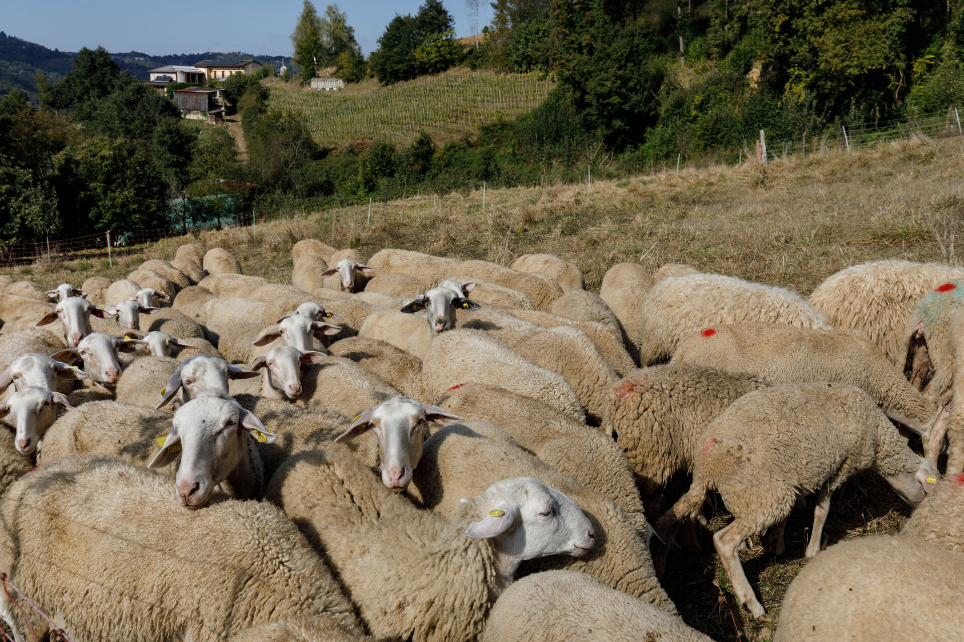 Fiera Caratteristica Del Roccaverano DOP E Prodotti Del Territorio